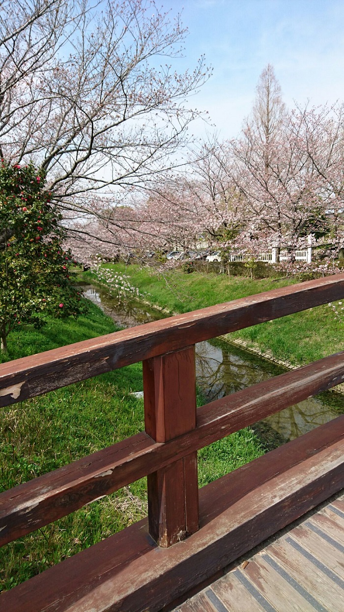 🌸お花見🌸