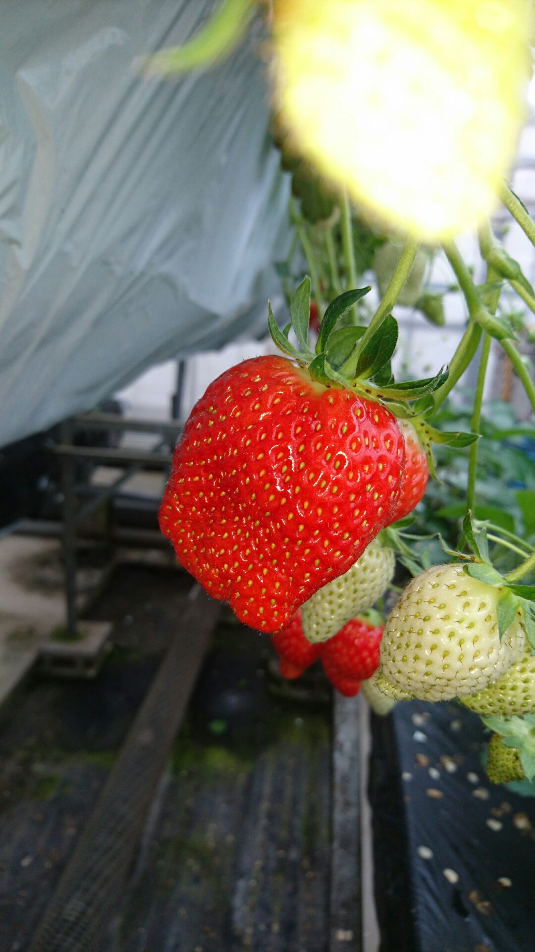 🍓イチゴ狩り🍓