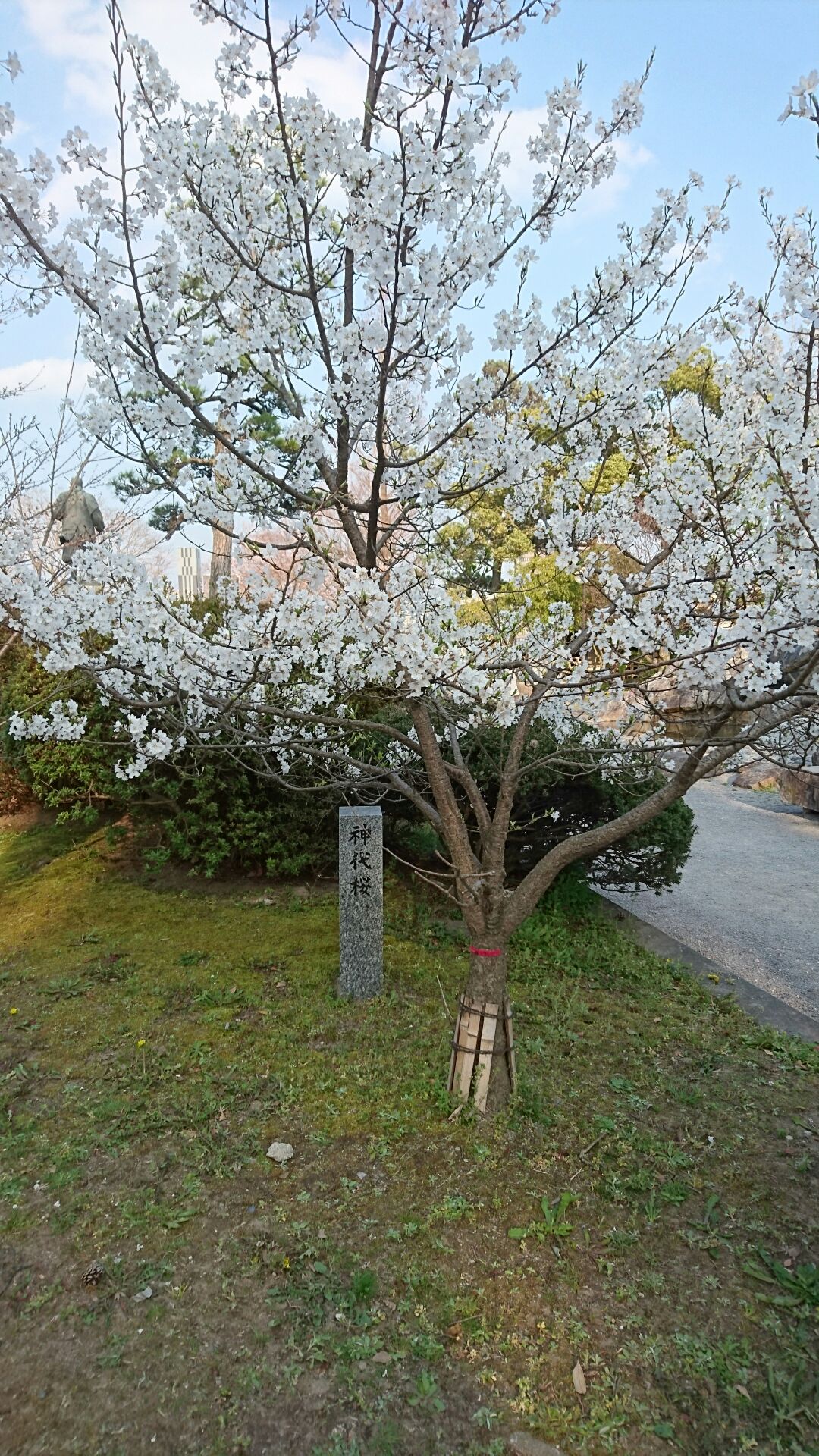 お花見🌸