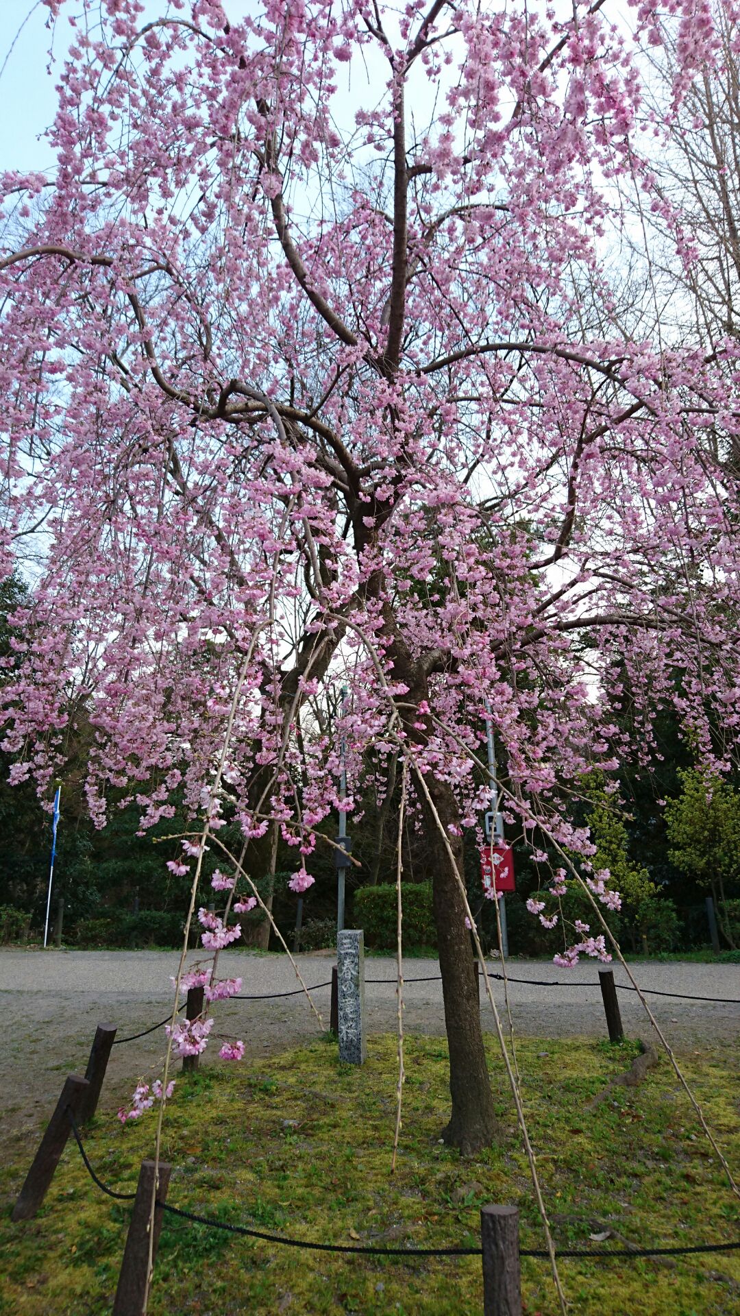 お花見🌸