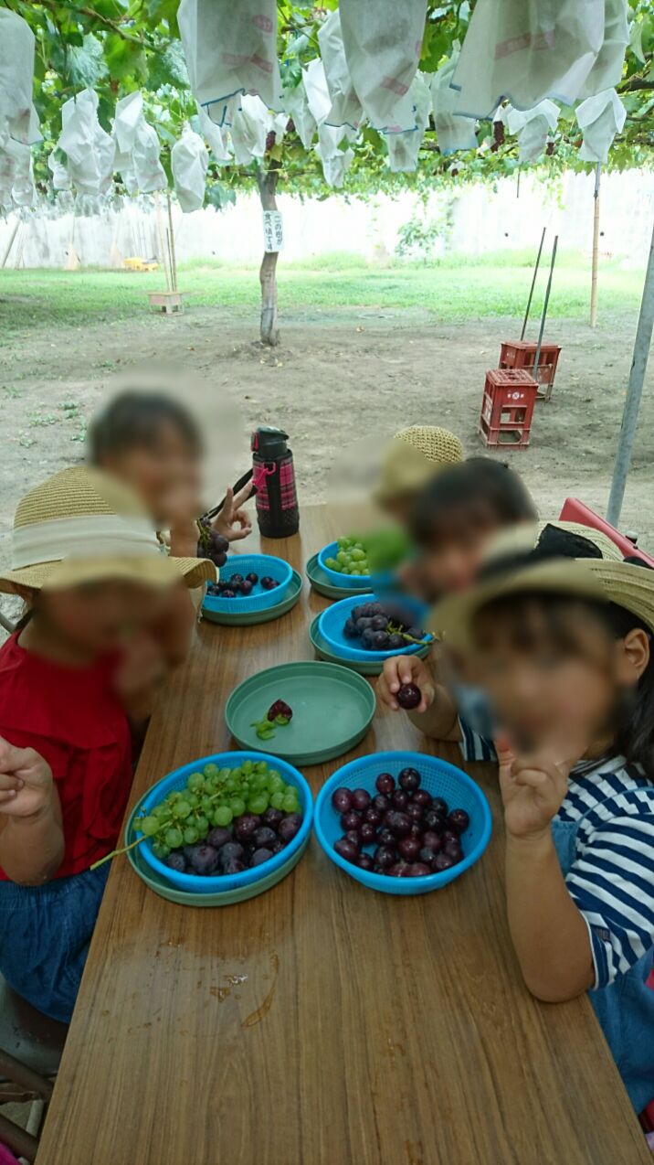 ブドウ狩り🍇