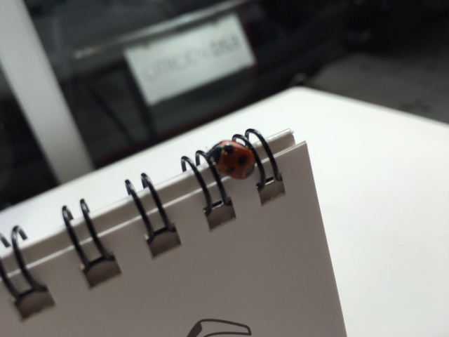 可愛いお客様🐞