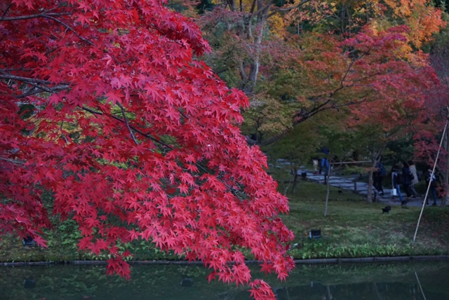 紅葉狩り in 京都 ②