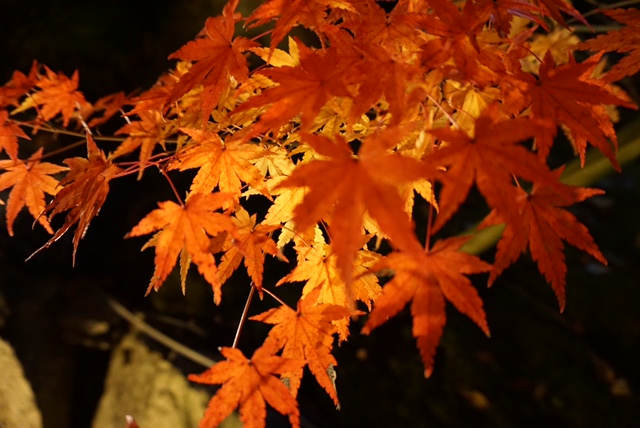 紅葉狩り in 京都 ③