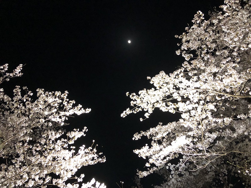 桜まつり in 水源公園