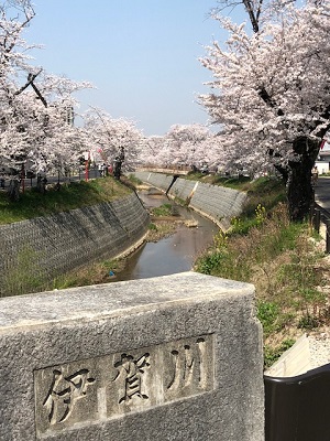 お花見🌸