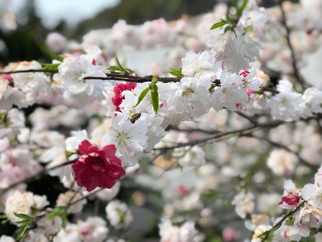 本日の営業時間は15：30までです