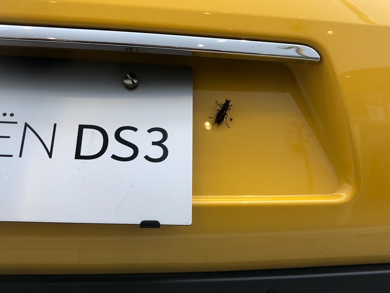 DS3に興味津々（？）