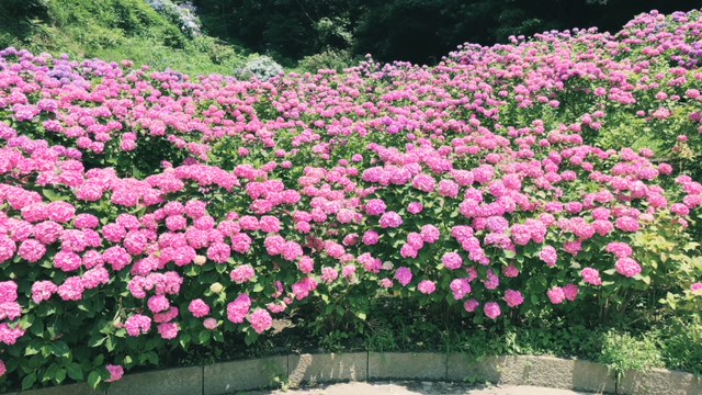 あじさい祭り