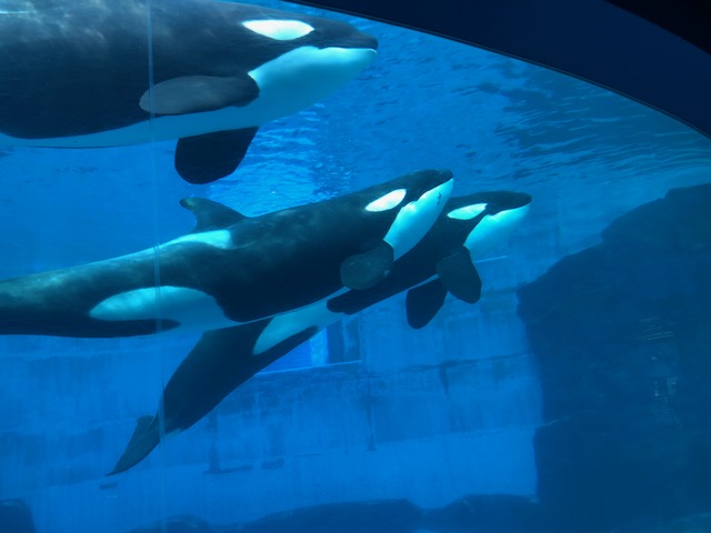 名古屋港水族館