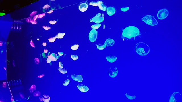 名古屋港水族館