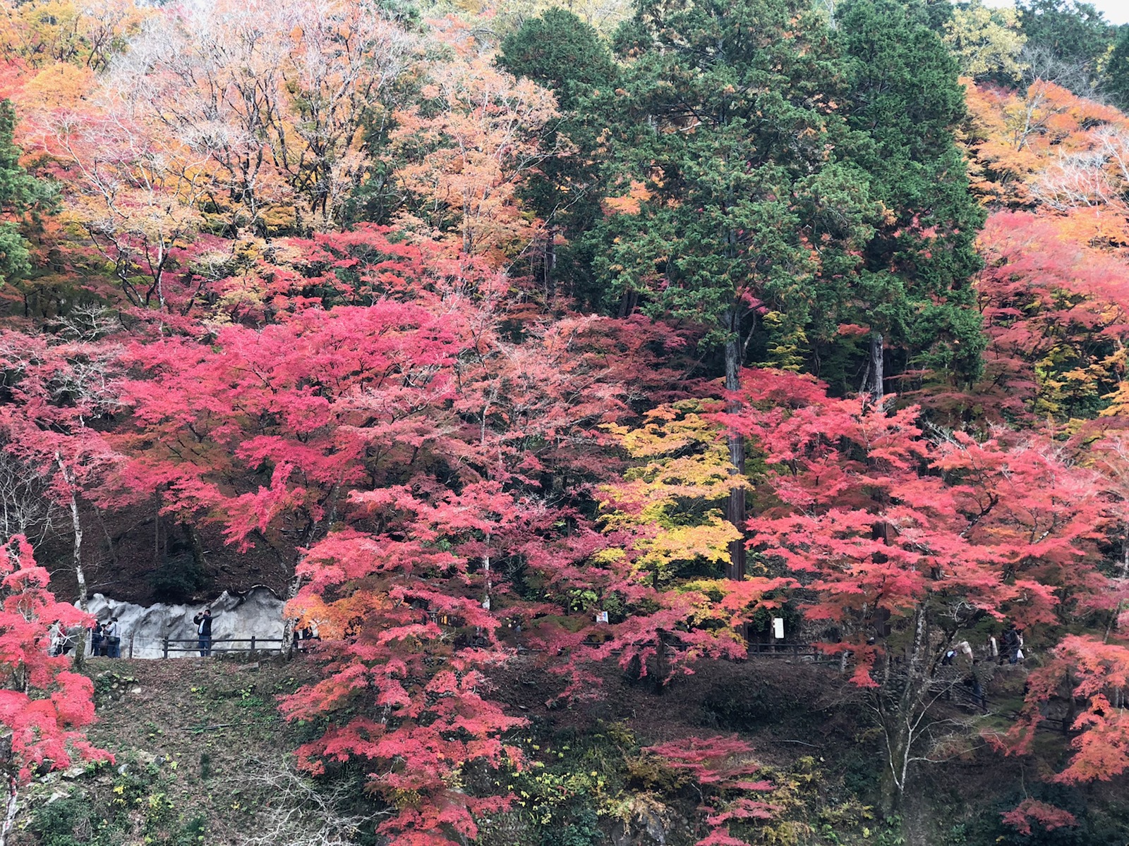 香嵐渓🍁