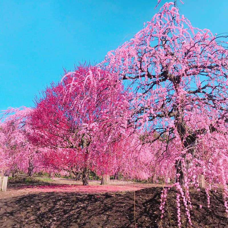 鈴鹿の森庭園