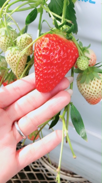 いちご狩り🍓