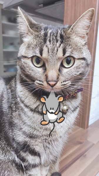 あけましておめでとうございます