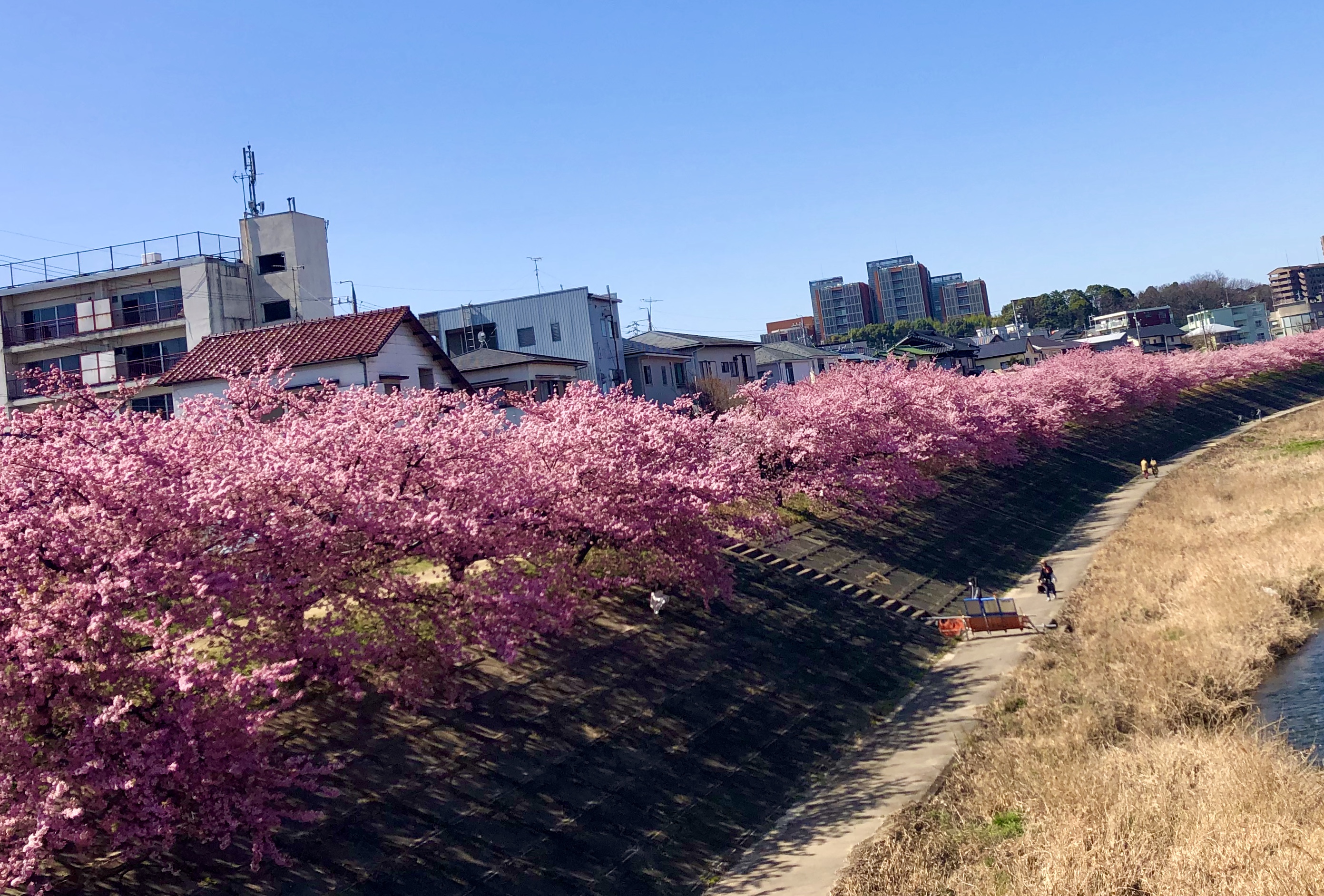 シトロエン岡崎の近く、乙川の葵桜が見頃です。