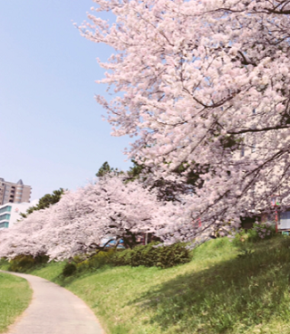 3月こんにちは🌸