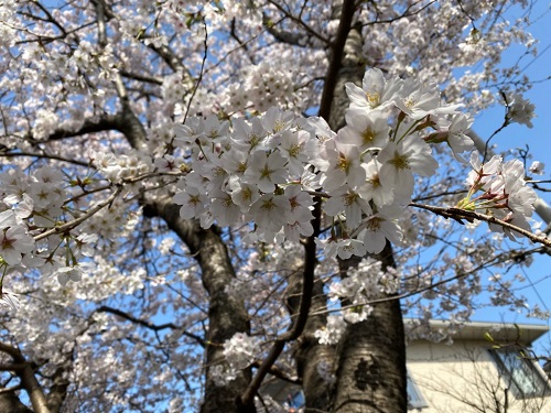 春ですね🌸