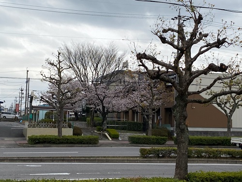 春ですね🌸