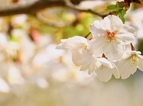 本日から4月です、🌸