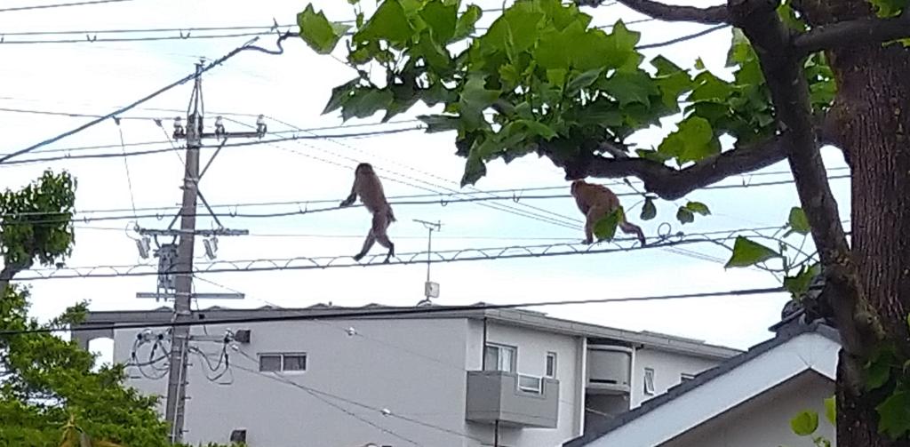 おさるの籠や