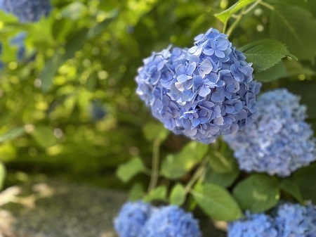 6月最終週