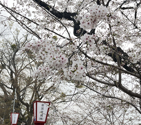 今年の桜