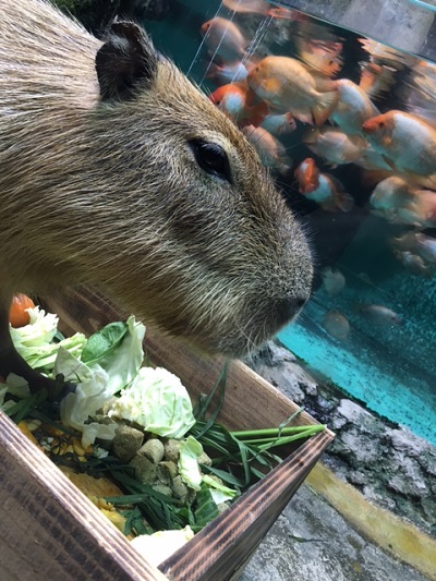 鳥羽水族館