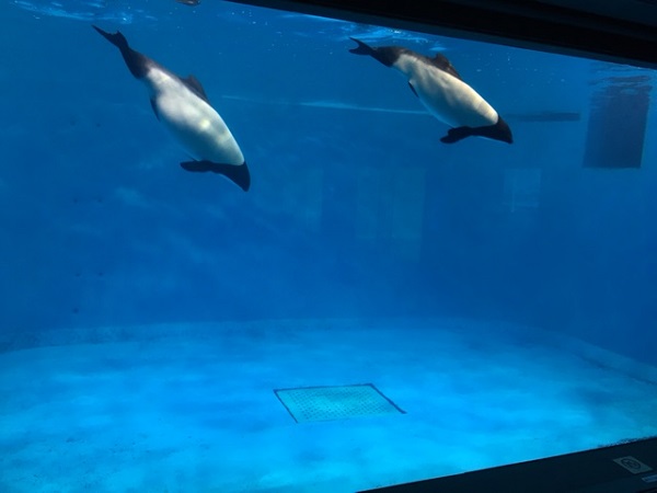 鳥羽水族館