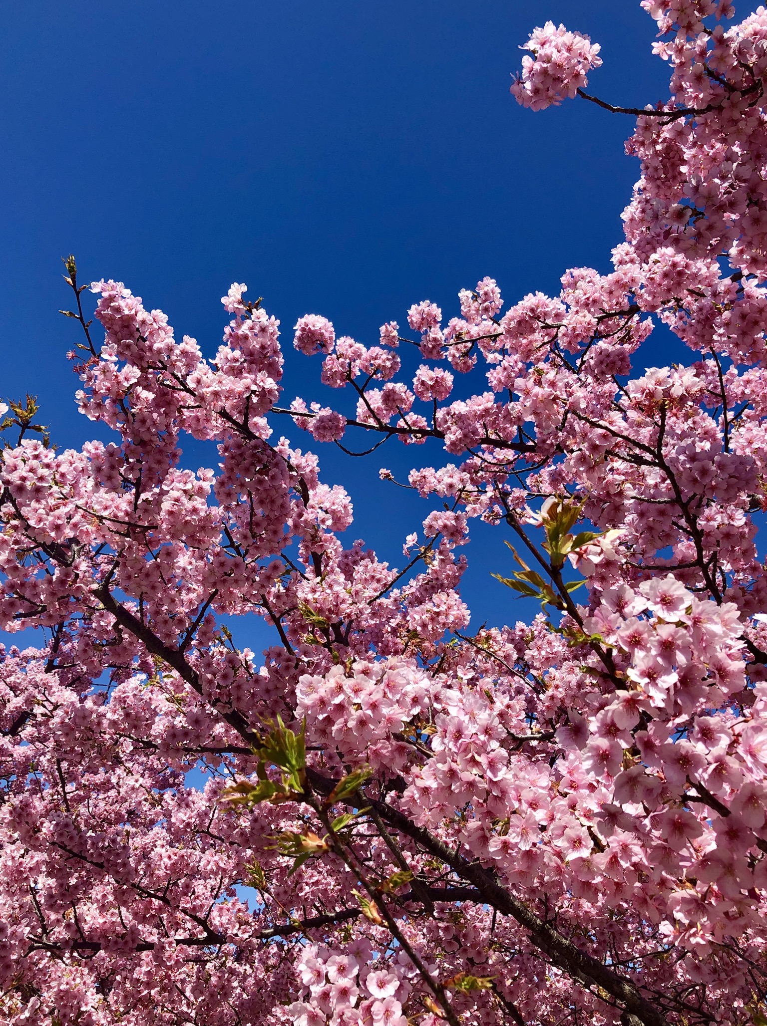シトロエン岡崎の近く、乙川の葵桜が見頃です。