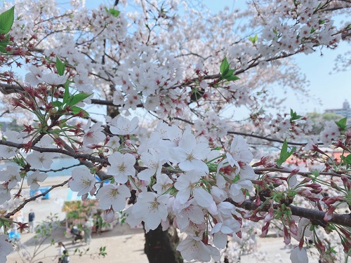 岡崎桜まつり🌸