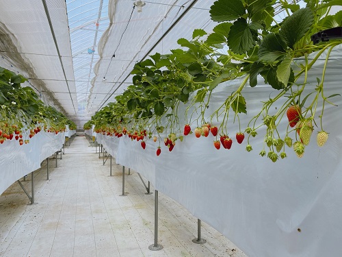 いちご狩り🍓