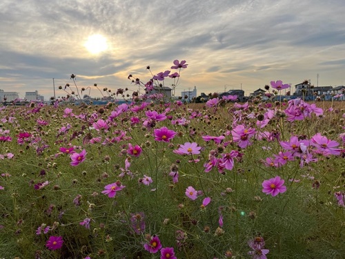 秋桜