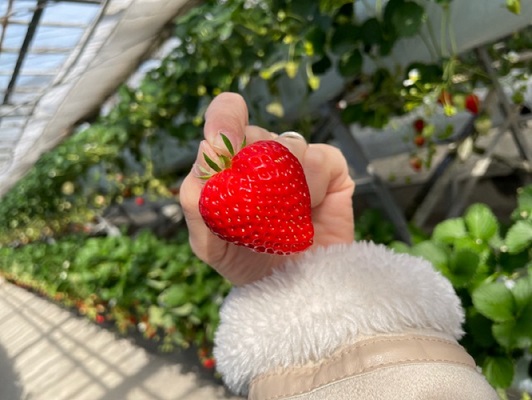 いちご狩り🍓