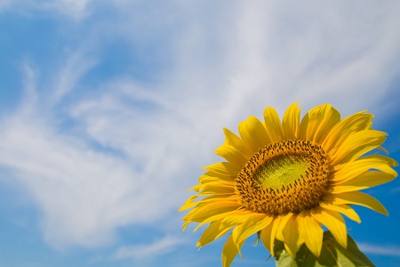 7月はじまりました