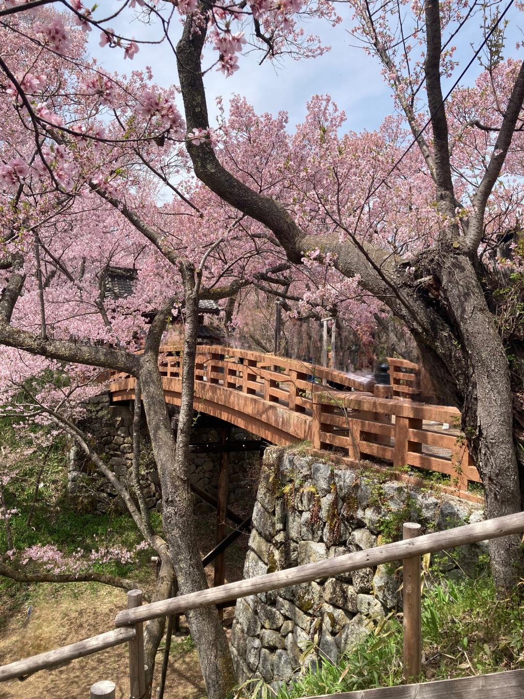 桜の名所行ってきました。