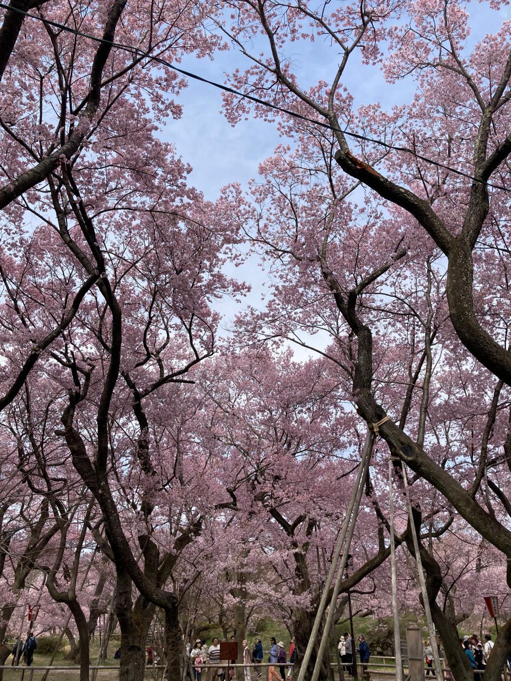 桜の名所行ってきました。